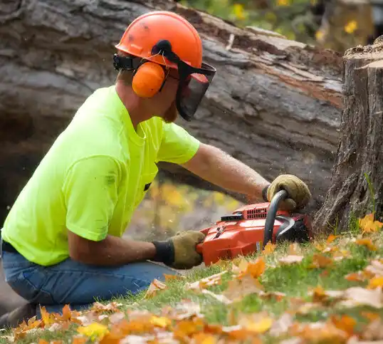 tree services San Felipe Pueblo